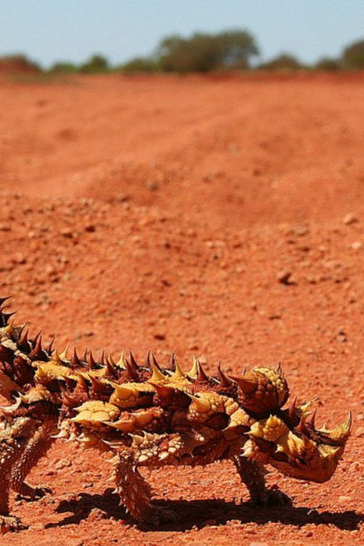 Ящерица молох, живущая в пустынях Австралии, обладает уникальной способностью собирать воду своей кожей.