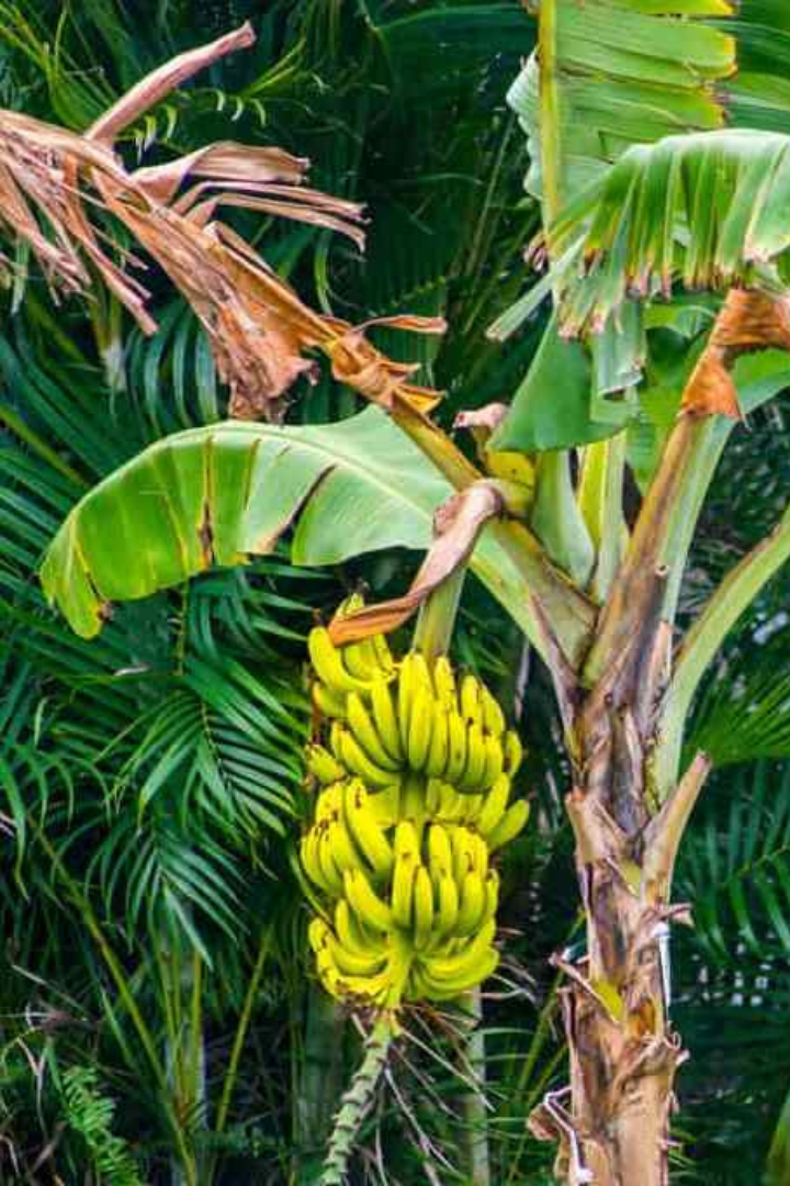 Ошибочно полагать, что бананы растут на пальмах, то есть на деревьях. 