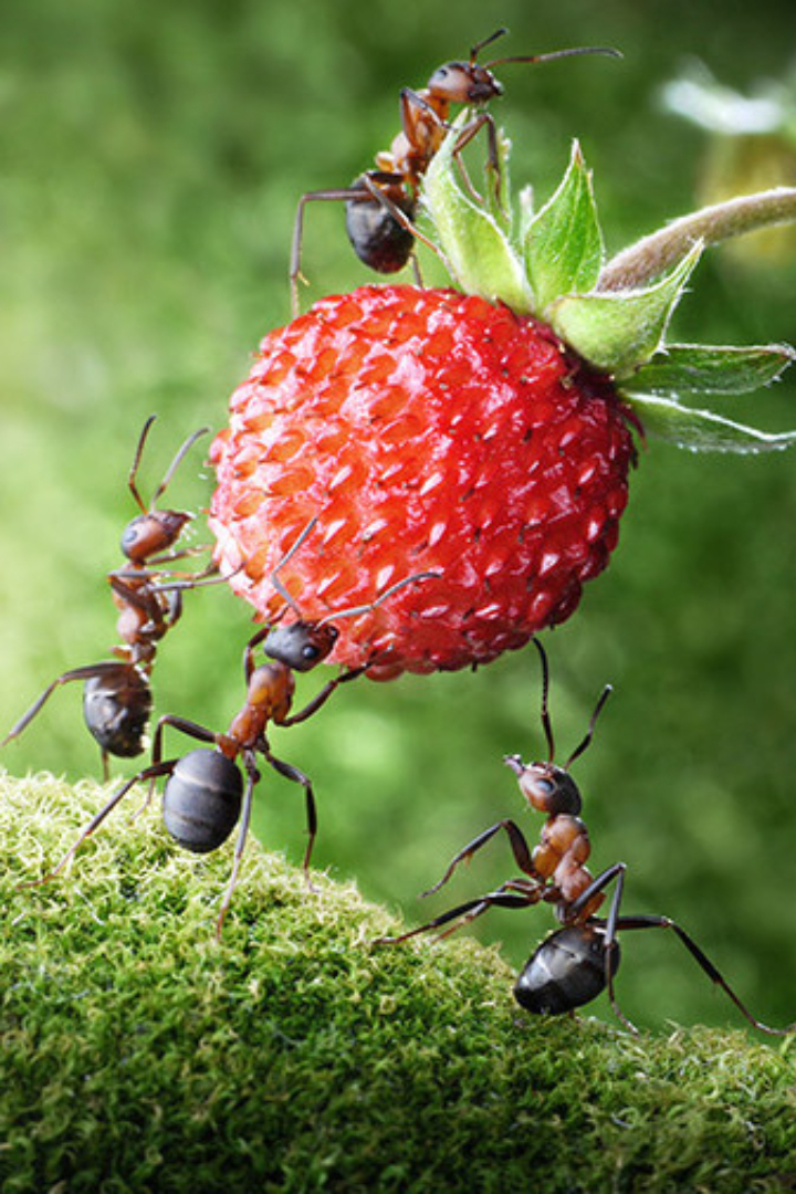 Отдельные высокосоциальные виды муравьёв способны объяснять друг другу путь к пище, умеют считать и выполнять простейшие арифметические действия.