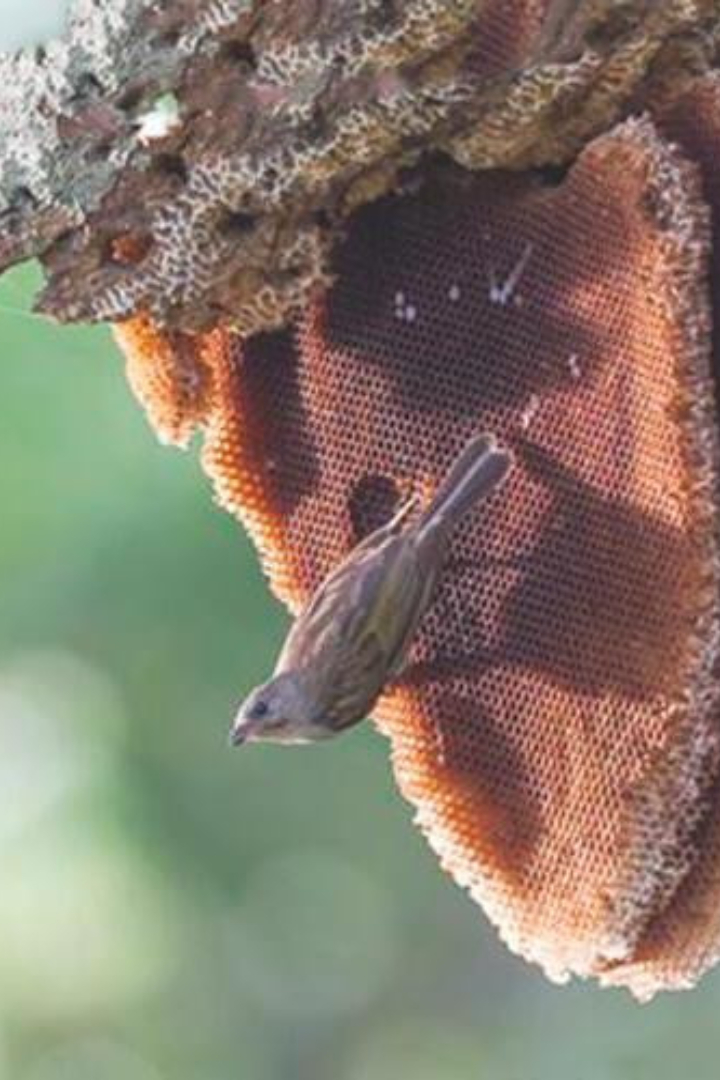 Птицы из семейства медоуказчиков любят полакомиться пчелиным воском, однако не способны сами проникнуть в улей. 