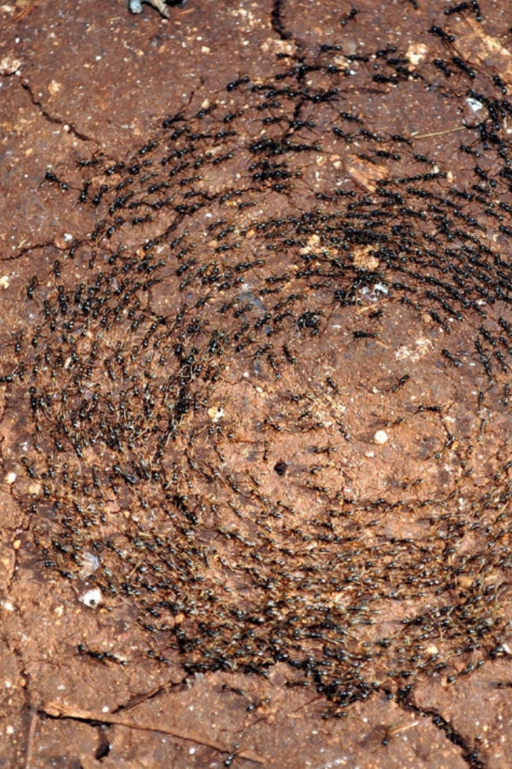 В групповых походах муравьи передвигаются цепочкой. 