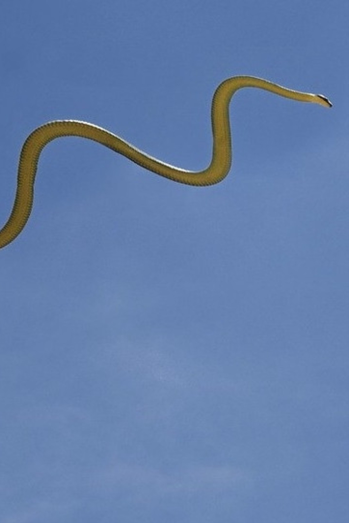 В азиатских странах можно встретить летающих змей. 