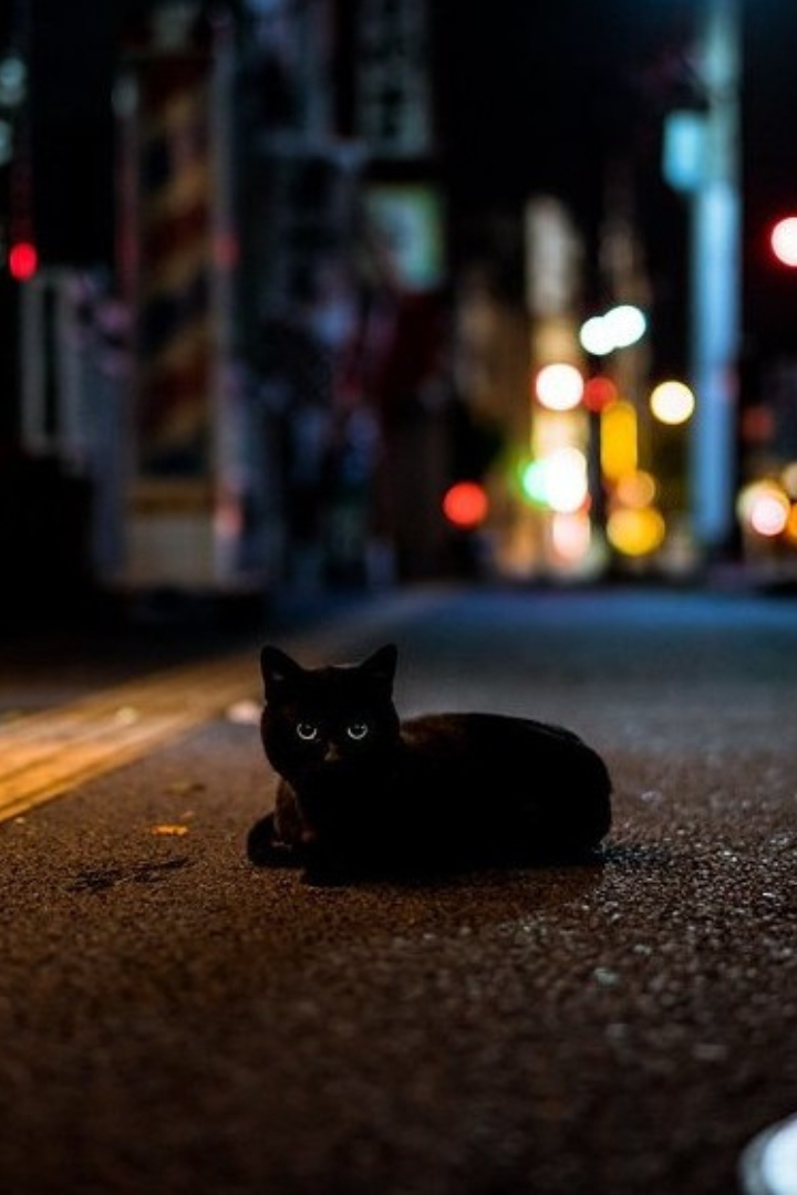 В большинстве культур существует примета, что перешедшая тебе дорогу чёрная кошка сулит несчастье.
