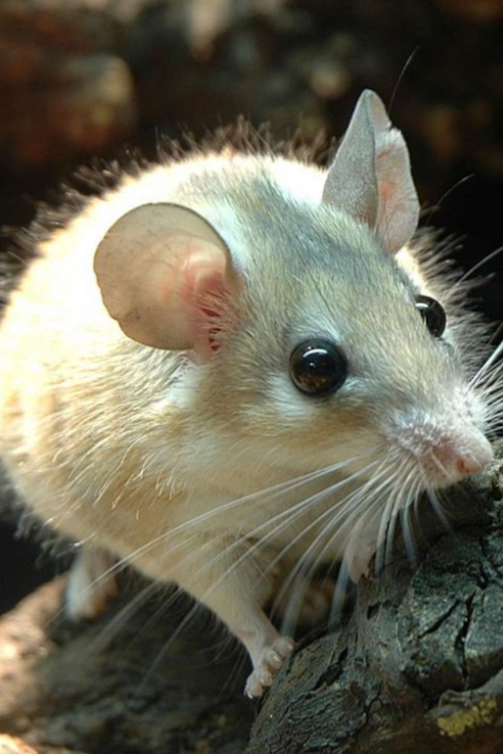 Необычные для млекопитающих способности к регенерации тканей обнаружены у иглистых мышей, обитающих в Африке и на Ближнем Востоке. 