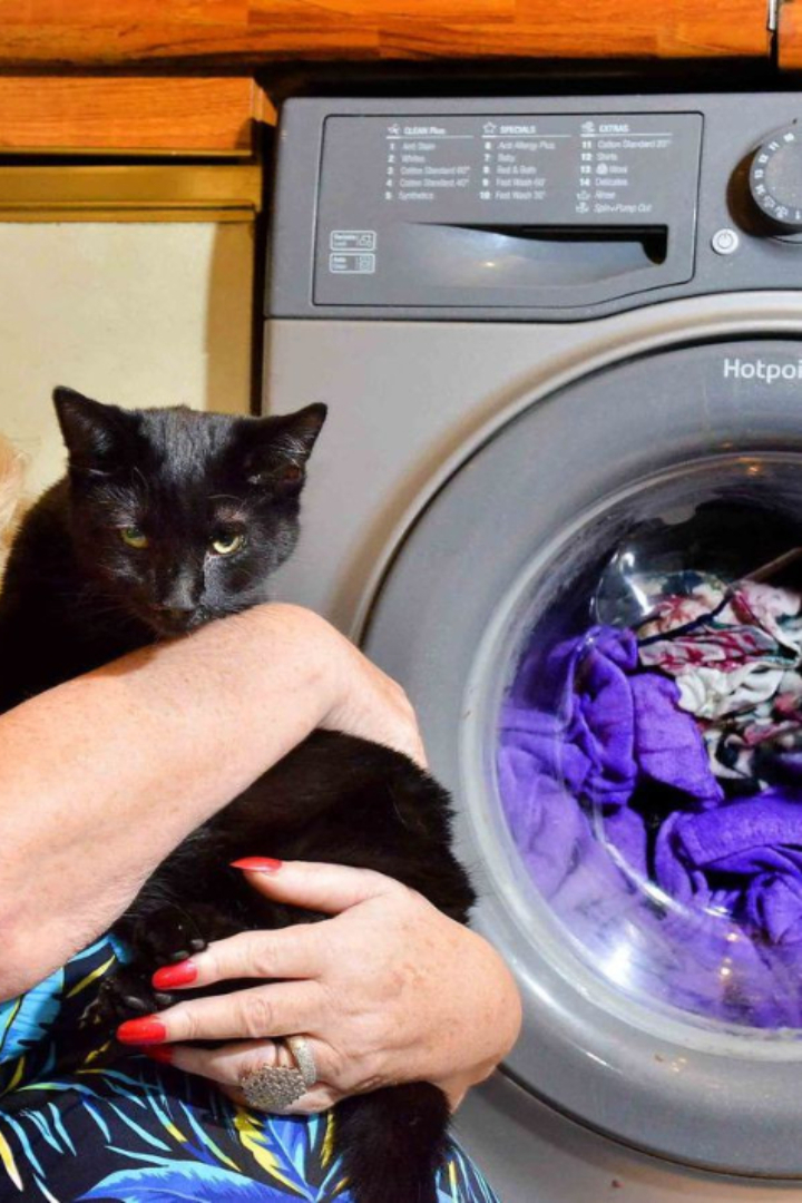 Маленький котёнок из Австралии по кличке Кимба выжил после 30-минутного нахождения в работающей стиральной машине, включая заключительный режим отжима. 