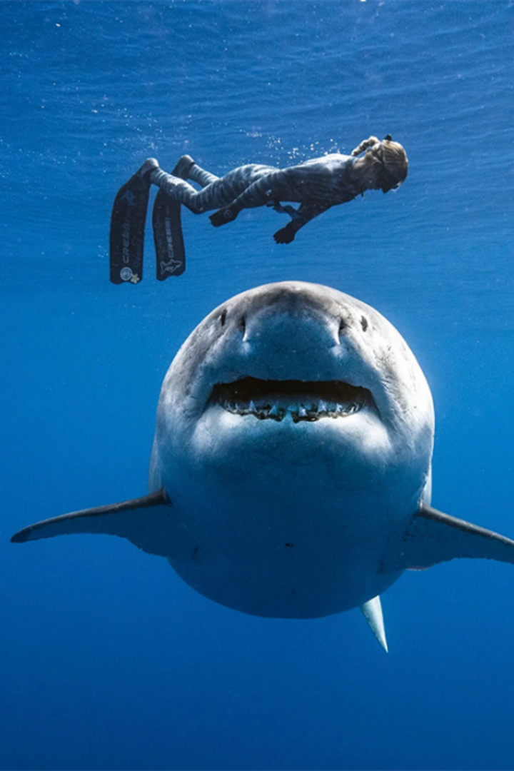 По данным организации ISAF, ежегодно в мире официально регистрируется не более 100 нападений акул на людей, из которых не более 10 становятся смертельными.