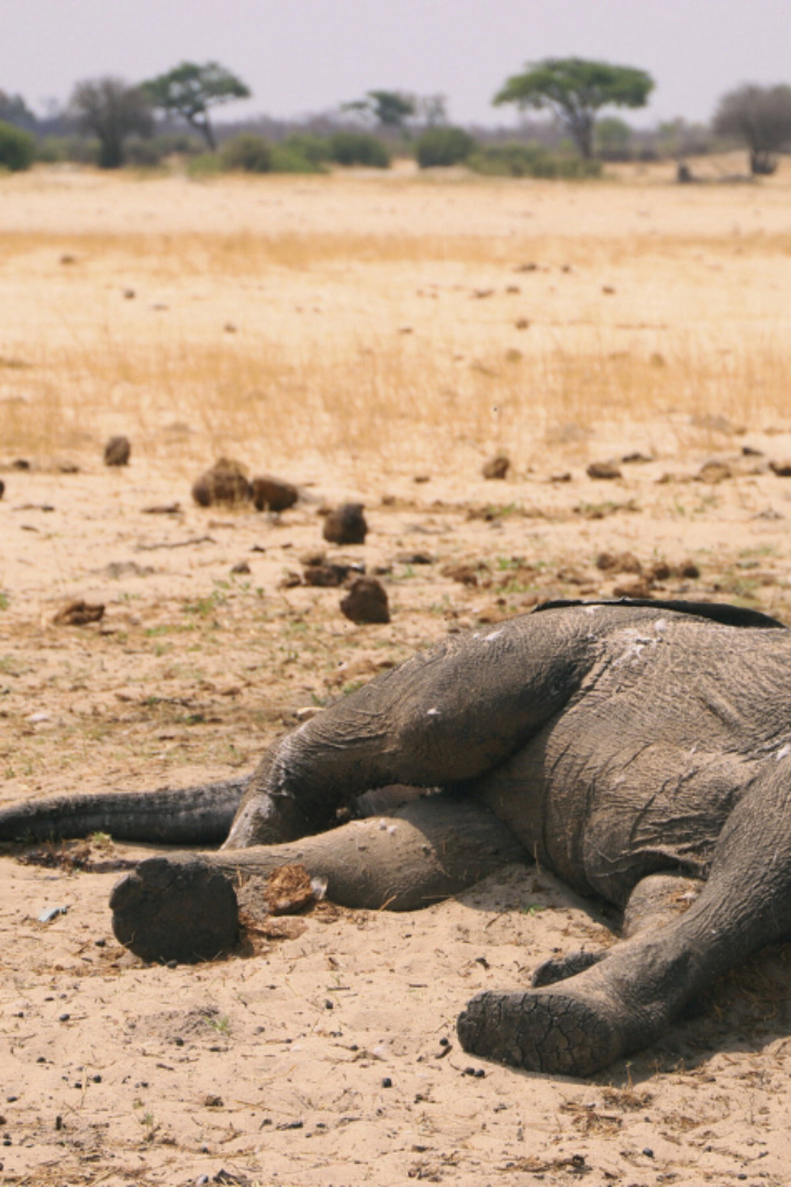 Долгое время существовала легенда, будто слоны уходят умирать на таинственные и неприступные слоновьи кладбища. 