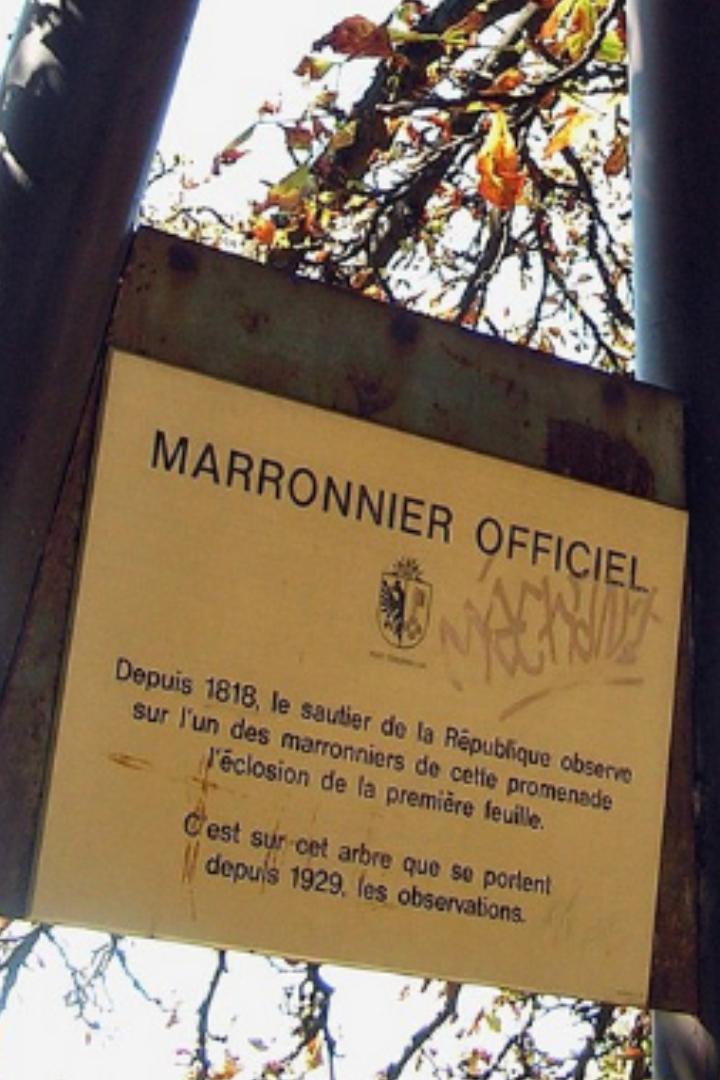 В Женеве уже 2 века существует традиция специальным указом объявлять наступление весны тогда, когда распускается первый листок на «официальном каштане», растущем под окнами здания кантонального правительства. 