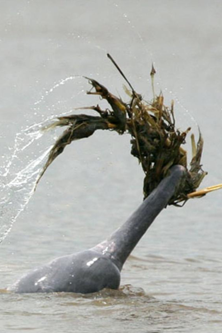 Наблюдения за речными дельфинами в бассейне Амазонки выявили наличие у них ритуала ухаживания. 