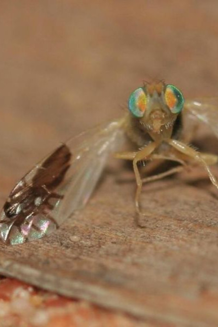 Узор на крыльях мух вида Goniurellia tridens семейства пестрокрылок напоминает жучков с различимыми лапками, антеннами, головой и брюшком. 