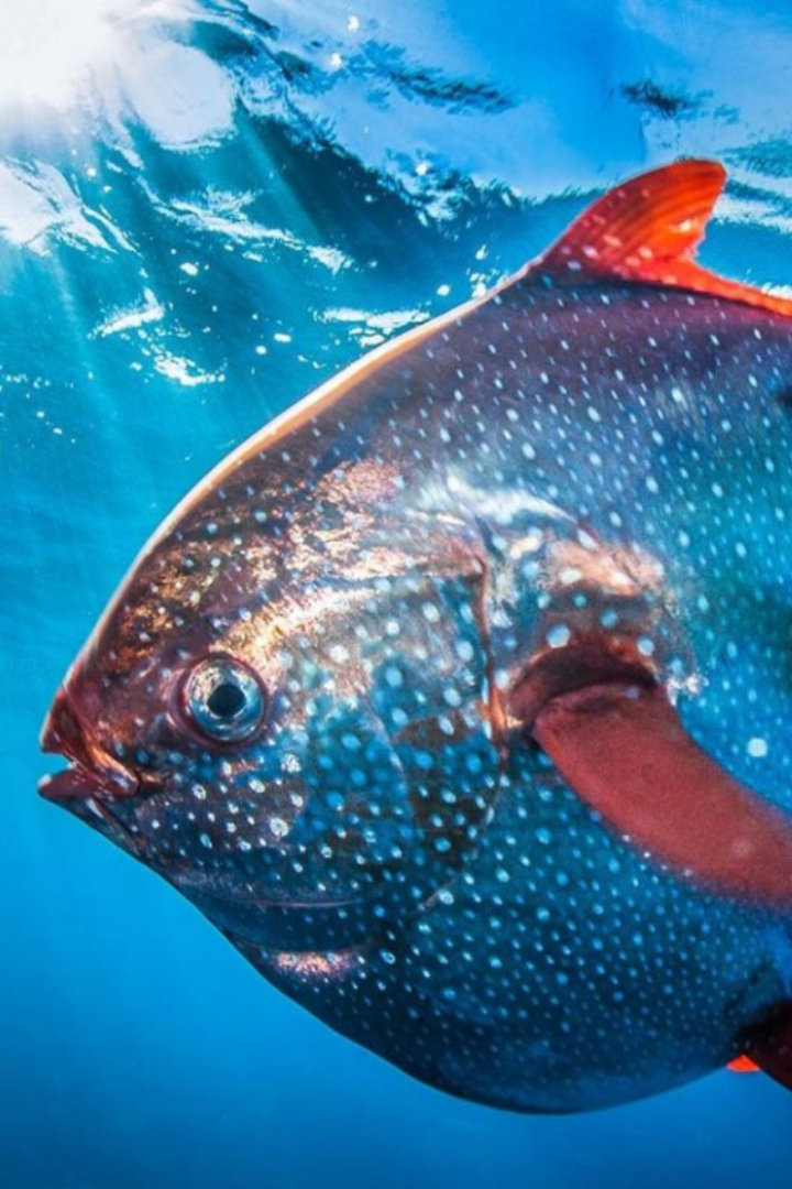 Рыбы — холоднокровные животные, но отдельные виды могут временно повышать температуру некоторых органов, например, глаз или плавников. 