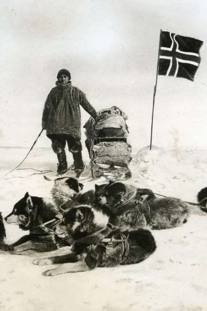 Одним из решающих факторов победы Амундсена над Скоттом в покорении Южного полюса стало использование ездовых собак. 