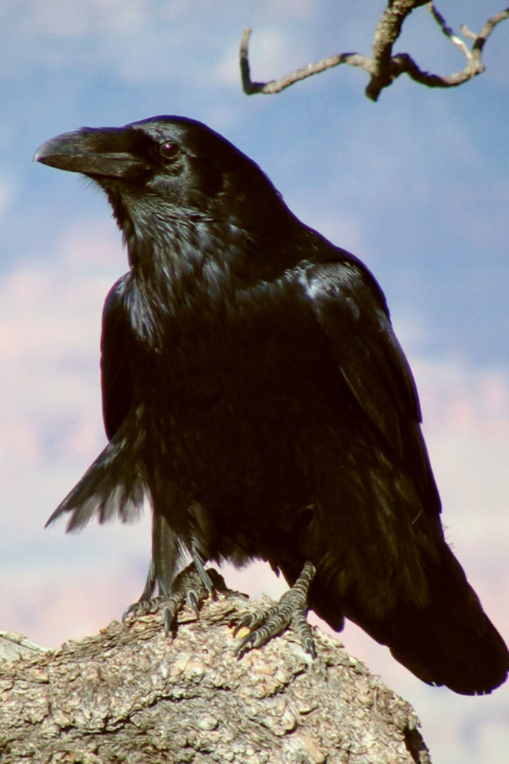 Ворон и ворона — это не самец и самка одной птицы, а разные виды, хотя принадлежат к одному отряду, семейству и роду.