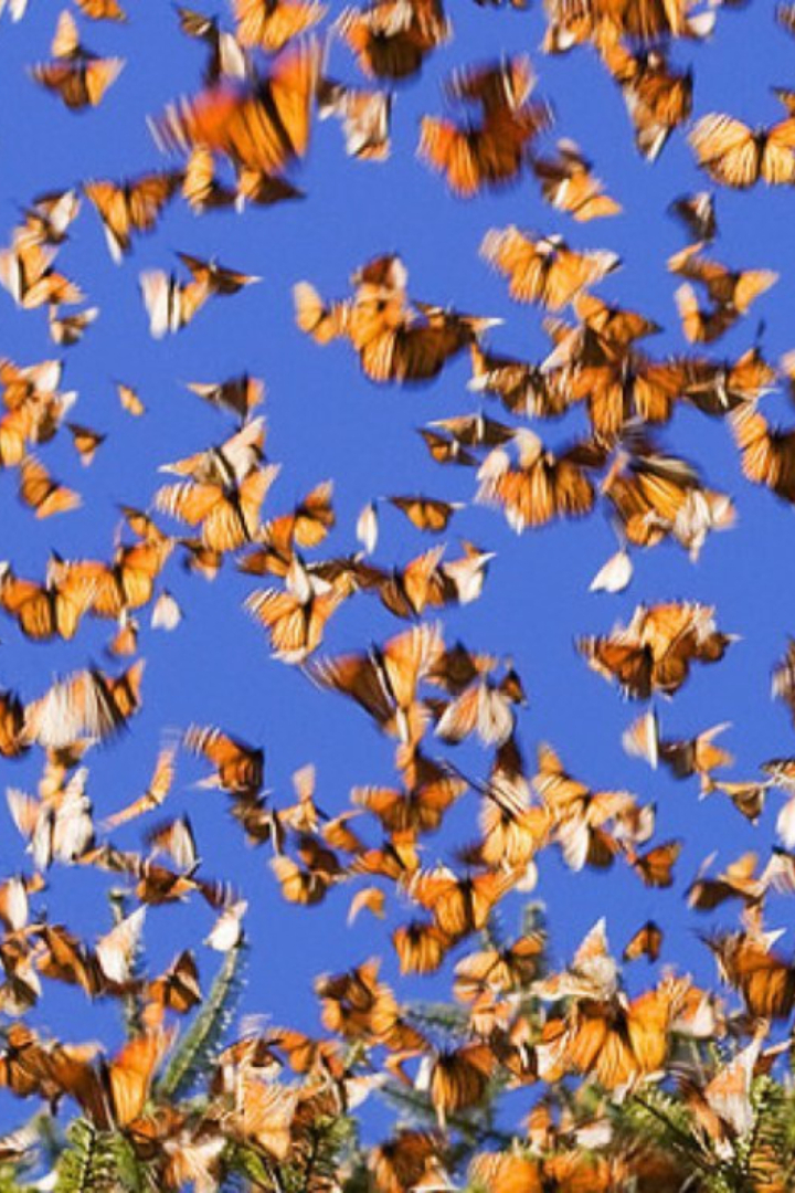 Миграция по воздуху присуща не только птицам, но и некоторым видам бабочек, самым известным примером которых является данаида монарх. 