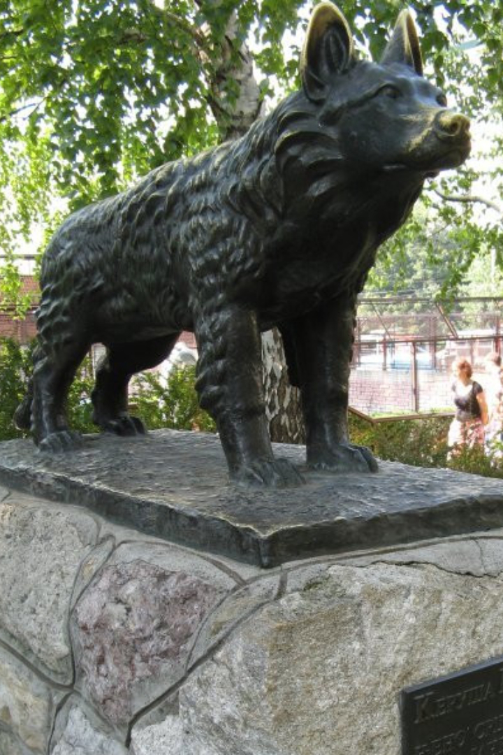В 1987 году 15-летняя немецкая овчарка по кличке Габи победила в схватке ягуара, сбежавшего из клетки в зоопарке Белграда.