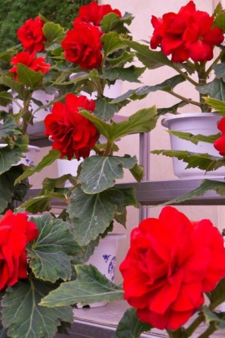 В 1988 году японский ботаник в знак дружбы между Японией и КНДР вывел новый сорт бегонии с ярко-красными цветами и назвал его в честь сына северокорейского вождя кимченирией. 