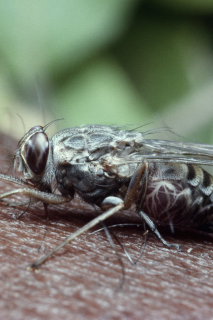 На африканском острове Занзибар полностью истребили муху цеце, наносившую большой ущерб скотоводам.