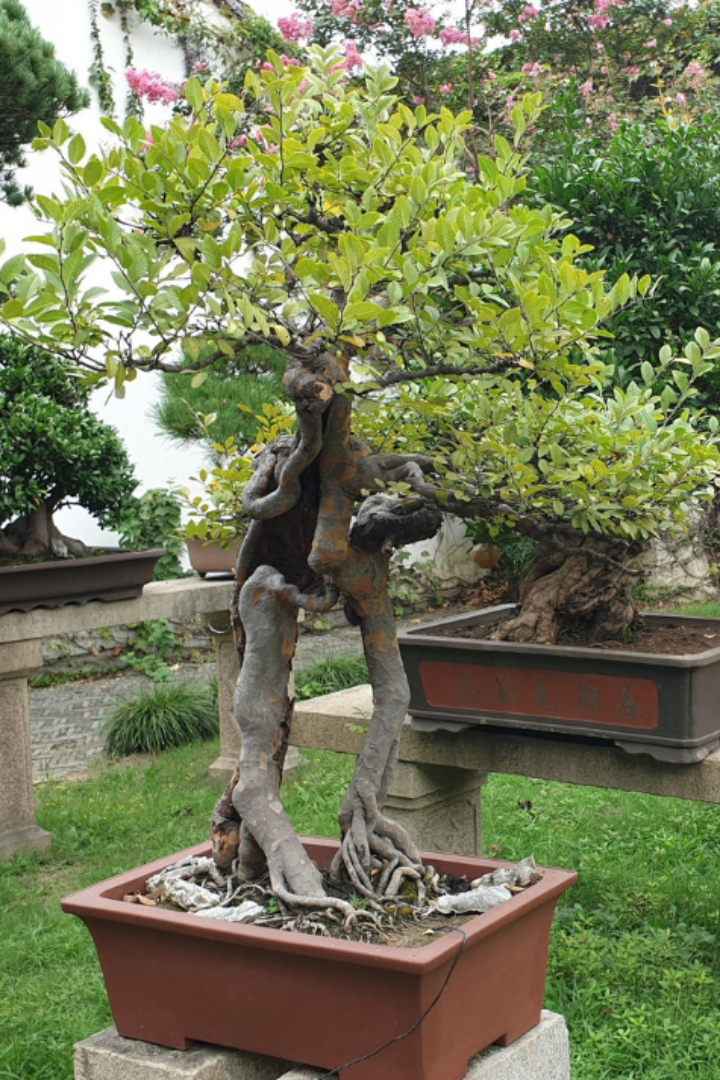 Искусство выращивания миниатюрных деревьев бонсай традиционно ассоциируется с Японией. 