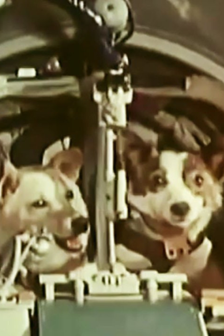 Космические собаки Белка и Стрелка получили эти имена только за шесть дней до полёта. 