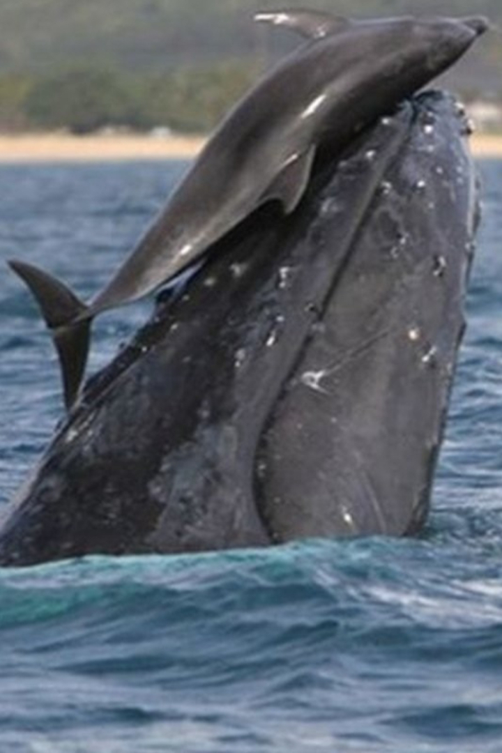 Дельфины и киты способны играть друг с другом. 