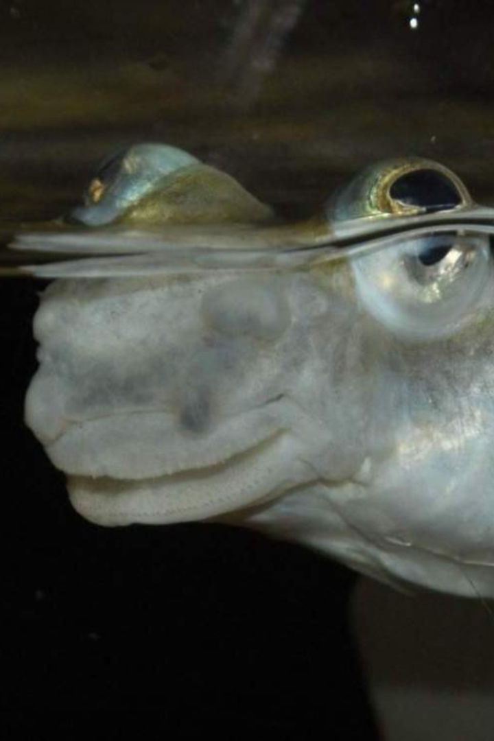 У рыб под названием четырёхглазки на самом деле два глаза, однако оба из них разделены горизонтальной перепонкой.