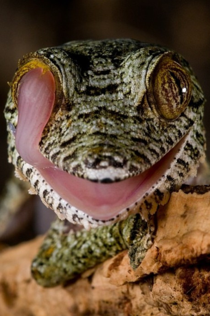 У ящериц-гекконов отсутствуют веки, поэтому они вынуждены периодически смачивать специальную прозрачную мембрану на глазах своим языком. 