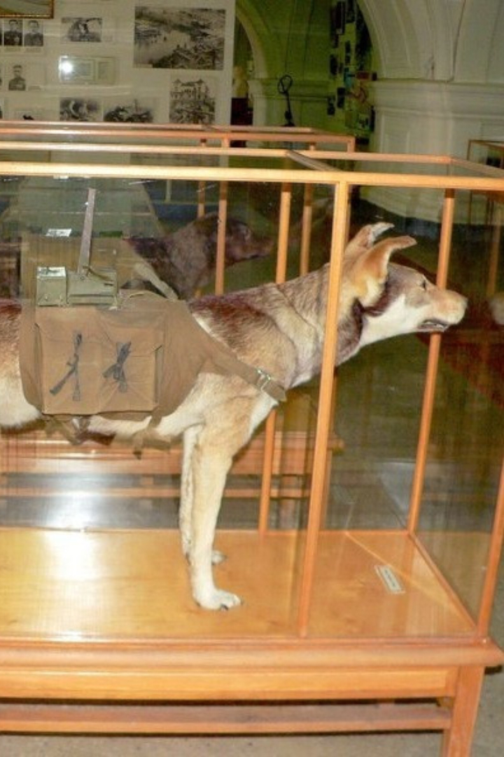 Во время Великой Отечественной войны в советской армии готовили собак-смертников, предназначенных для уничтожения вражеских танков. 