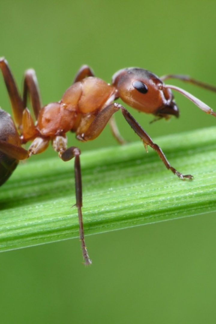 Аргентинский муравей — это инвазивный вид, изначально обитавший в бассейне южноамериканской реки Парана, но затем благодаря непреднамеренному участию человека распространившийся почти по всем континентам. 
