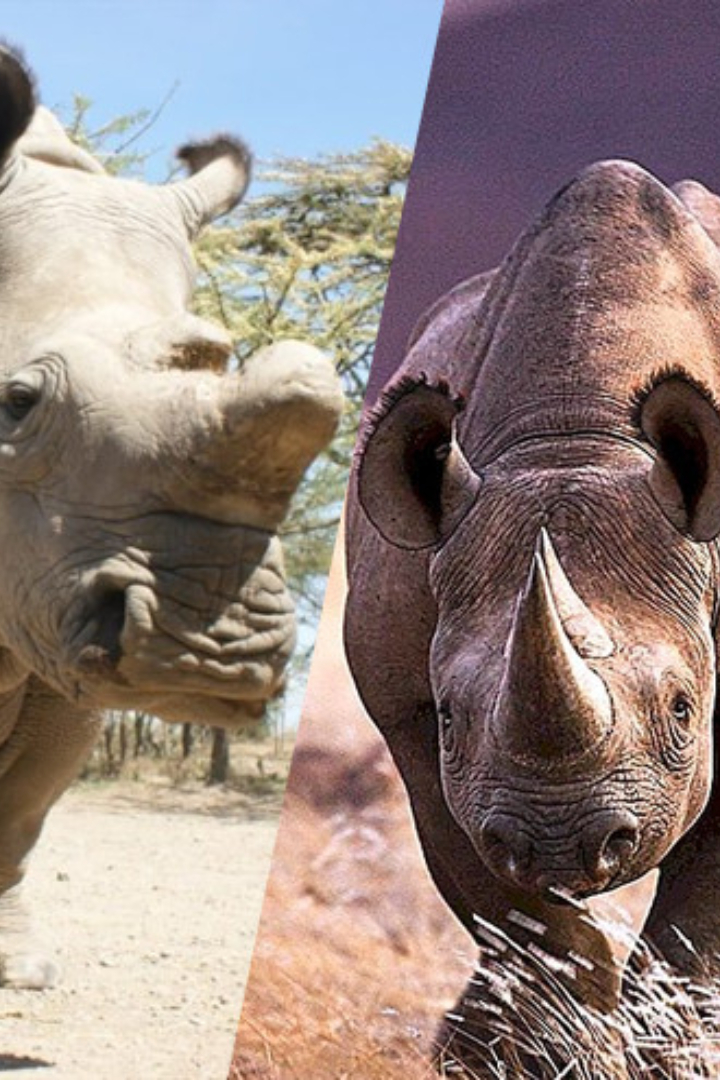 Чёрные и белые носороги получили такие названия неоправданно — все они могут быть и тёмно-серыми, и светло-серыми, и коричневыми. 