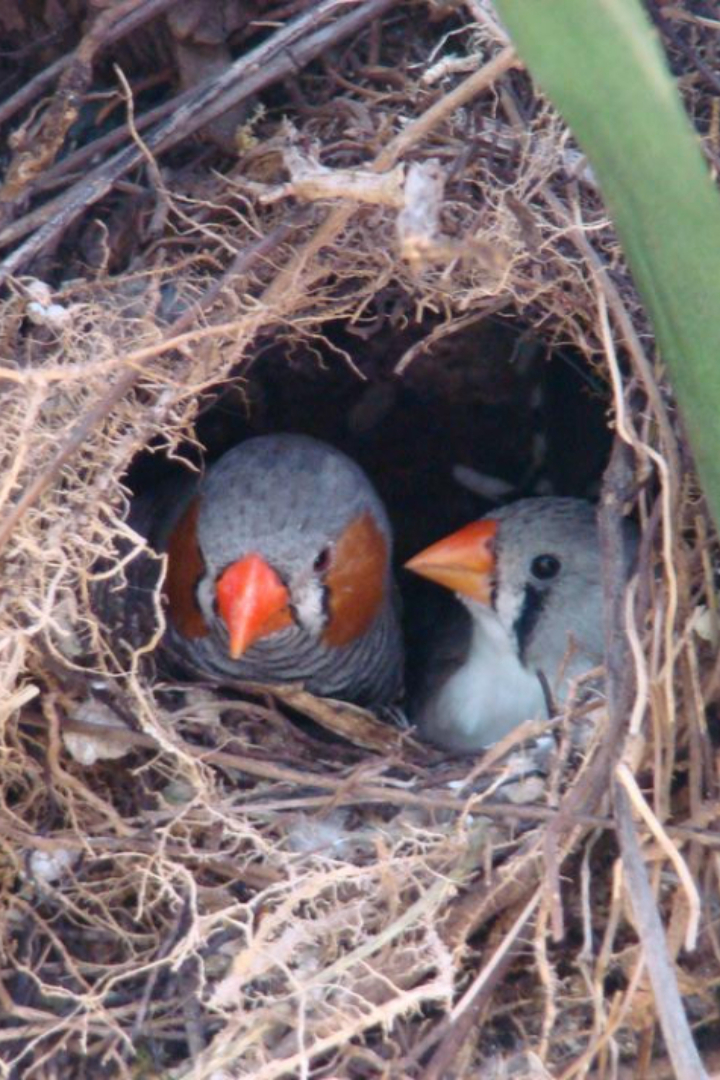 Зебровые амадины, птицы семейства вьюрковых ткачиков, могут песней управлять развитием птенцов в яйцах, адаптируя их к жаркому климату.