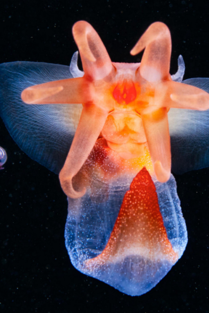 Морскими ангелами называют один из видов хищных брюхоногих моллюсков. 