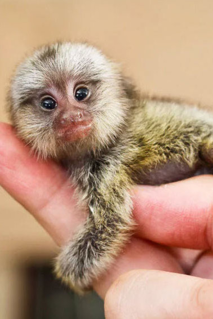 Отряд приматов включает в себя не только человека и больших обезьян, но и таких маленьких существ, как карликовые игрунки.