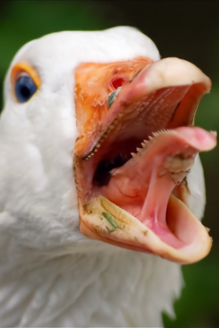 Небольшой роговой бугорок на кончике языка у птиц, который помогает им склёвывать пищу, называется типун.