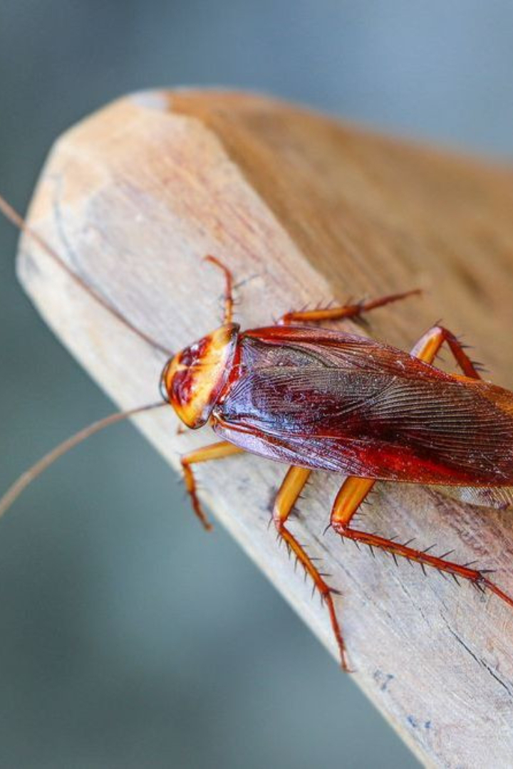 Экспериментально подтверждено, что тараканы могут жить без головы несколько недель. 