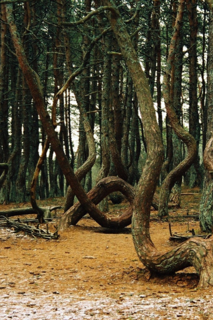 На Куршской косе, что в Калининградской области, есть уникальное место, которое называется «Танцующий лес» либо «Пьяный лес».