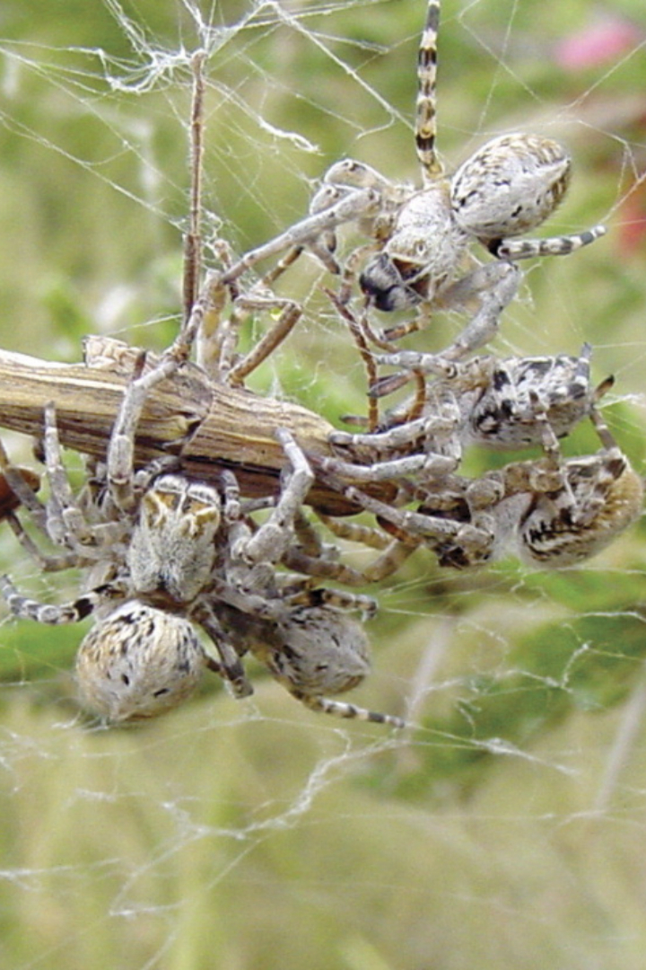Большинство видов пауков ориентировано на одиночный образ жизни, но есть виды, которые в той или иной степени можно назвать социальными.