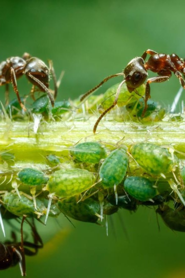У муравьёв есть своё «животноводство» — они разводят тлей, которые сосут из растений сок и выделяют его избыток в виде обогащённых сахаром капелек.