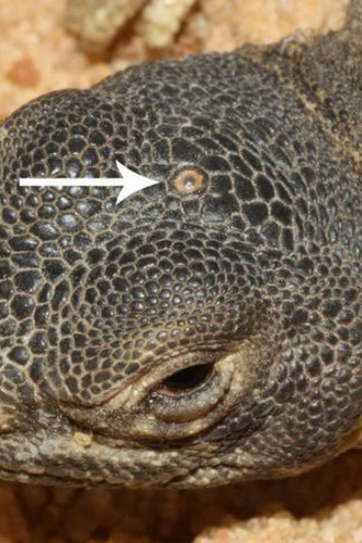 Третий глаз, или теменной глаз, — это распространённый светочувствительный орган у некоторых бесчелюстных, рыб, земноводных и рептилий.