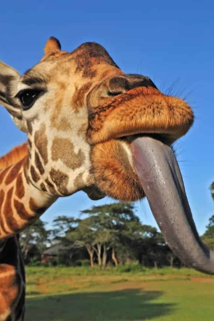 Длина языка у жирафов и окапи достигает 45 см. 