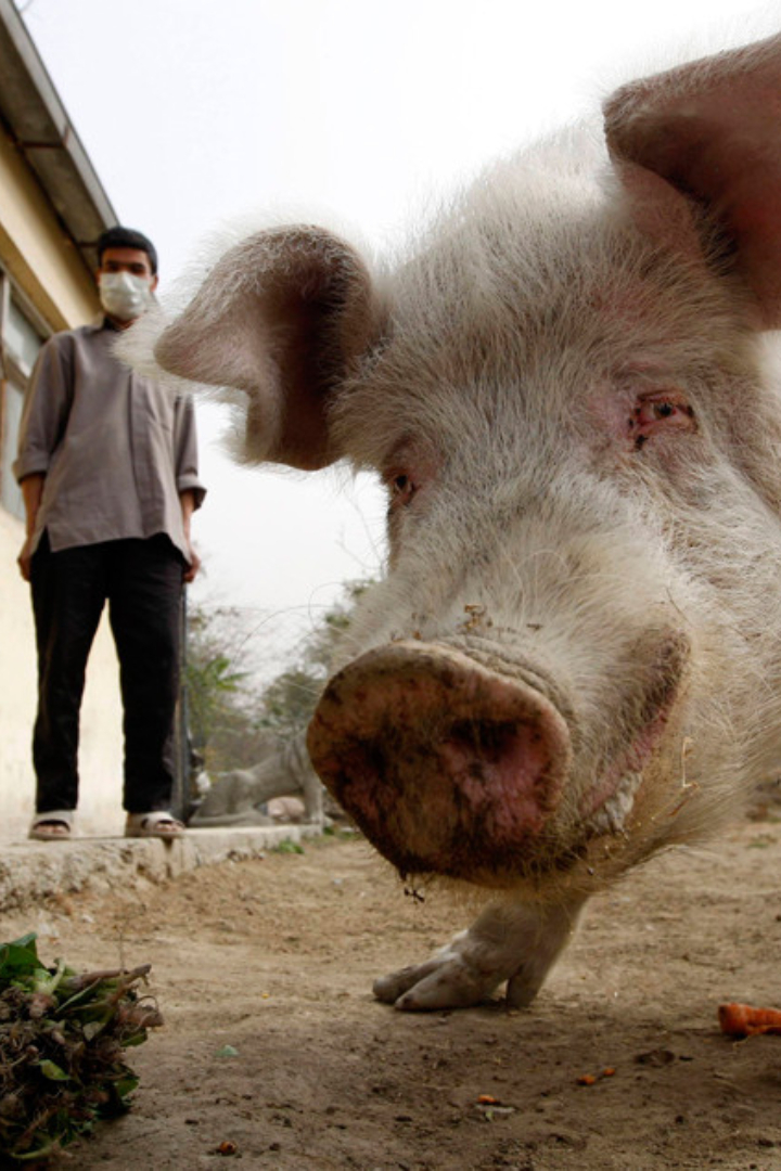 В Афганистане, мусульманской стране с более чем 30-миллионным населением, живёт только одна свинья. 