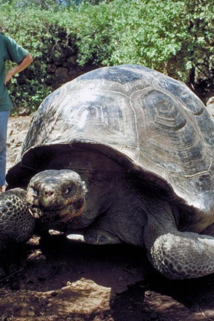 В 16 веке мореплаватели открыли Галапагосские острова, а с ними и обитающих там гигантских черепах.