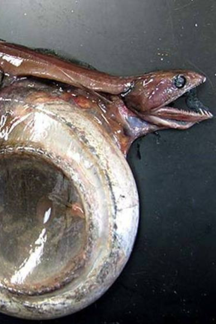Рыба чёрный живоглот, обитающая на глубинах от 700 метров и ниже, приспособилась поглощать добычу, которая может быть в 2 раза длиннее и в 10 раз тяжелее её самой. 