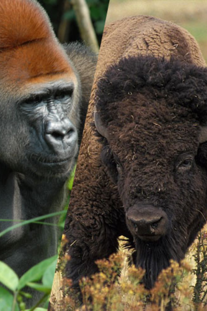 Научное название рода горилл — gorilla, вида западная горилла — gorilla gorilla, а его подвида западная равнинная горилла — gorilla gorilla gorilla. 