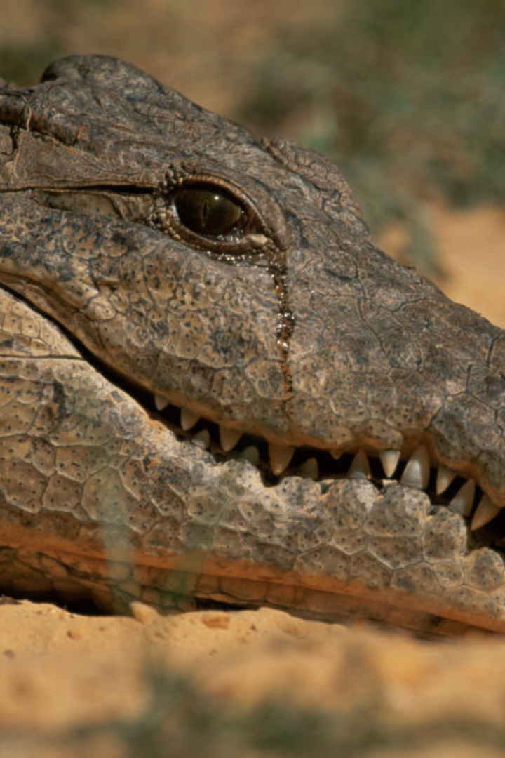 Согласно легенде, крокодил, поедая человека, плачет «крокодиловыми слезами».