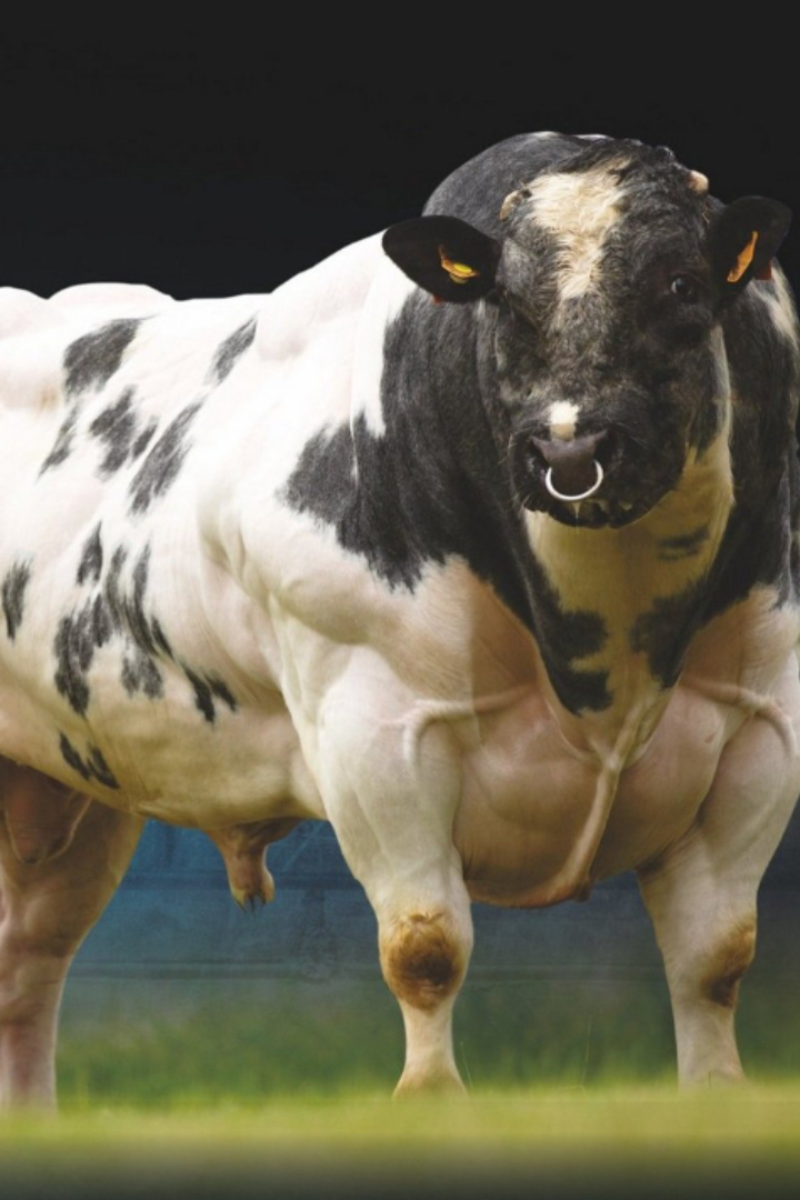 Коровы породы бельгийская голубая, которых называют также коровами-монстрами, отличаются крайне высокой мышечной массой. 