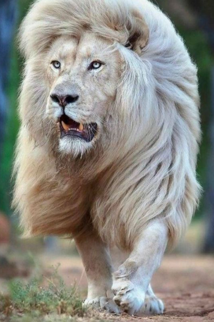 Среди подвида львов из южноафриканского национального парка Крюгер встречаются особи с белой окраской. 