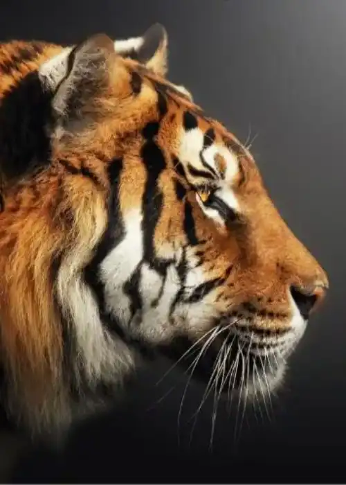 В китайской культуре царём зверей считается не лев, а тигр. 