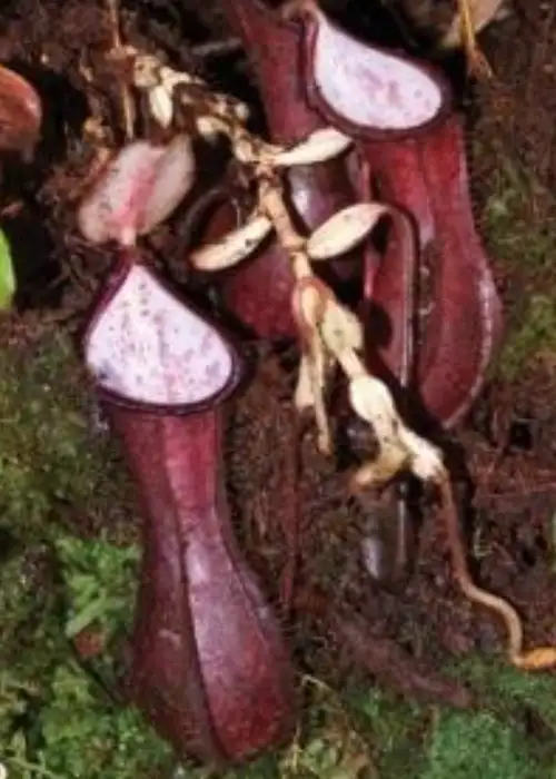 Хищные растения рода непентес заманивают насекомых и мелких животных в кувшинчатые листья.