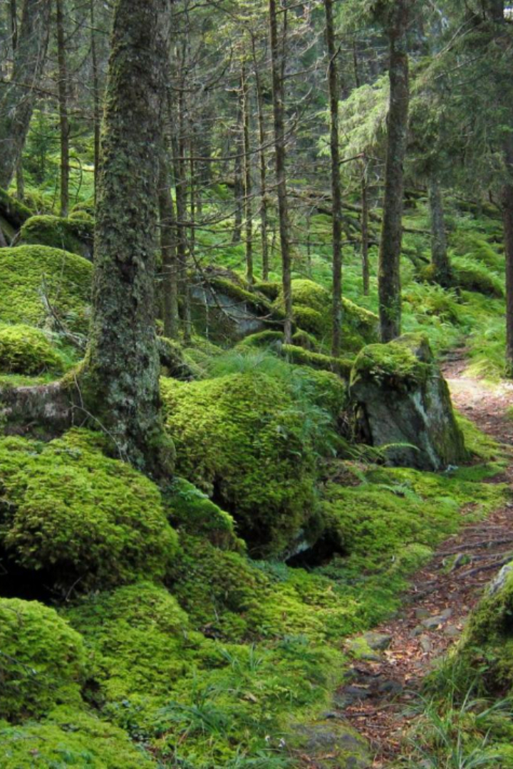 Заблудившимся в лесу нередко советуют, что направление на север можно определить по той стороне деревьев, где растёт больше мха.