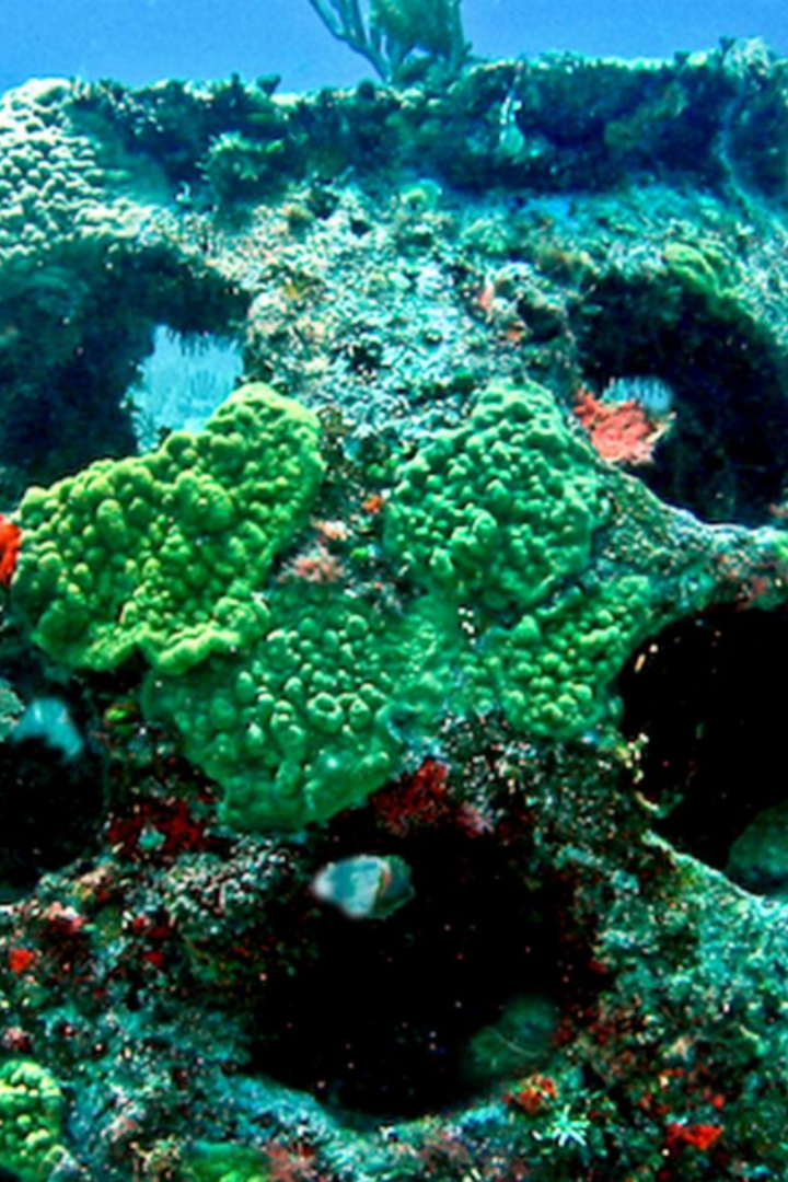 Американская компания Eternal Reefs из Флориды предлагает новый способ погребения, а именно стать частью кораллового рифа. 